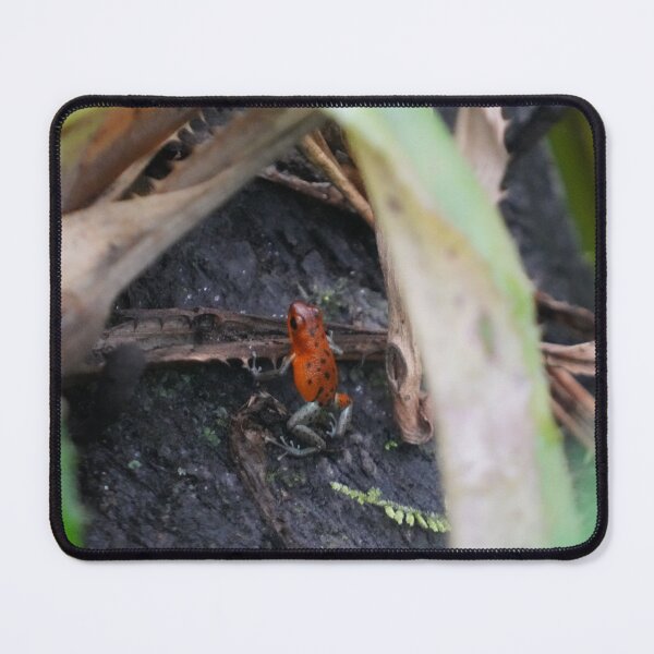 Item preview, Tiny Red Tree Frog designed and sold by Malcolm Snook.