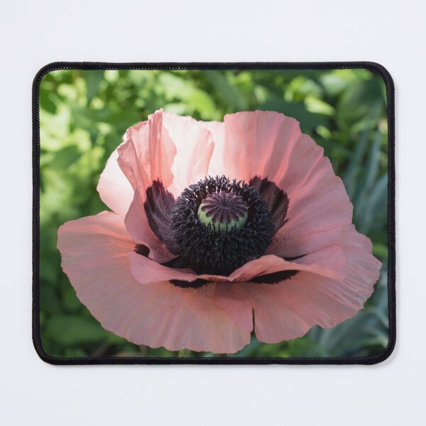 Item preview, Radiant Pink Oriental Poppy in Bloom designed and sold by Georgia Mizuleva.
