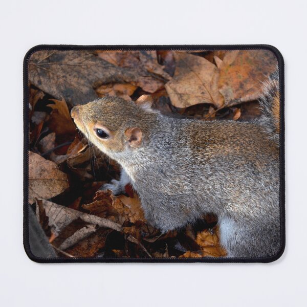 Item preview, Picture of a squirrel in London designed and sold by Elle Willers.