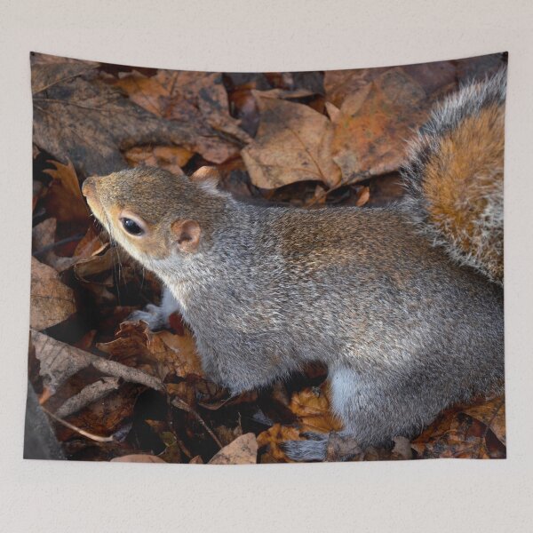 Item preview, Picture of a squirrel in London designed and sold by Elle Willers.