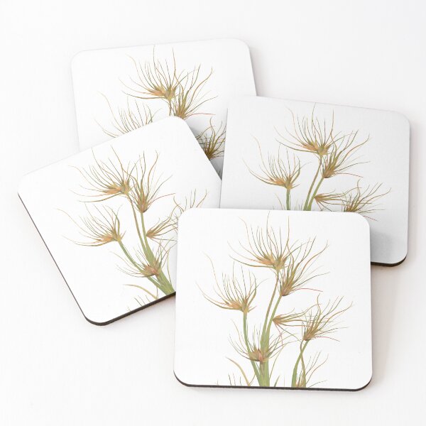 Item preview, Kangaroo Grass (Themeda Triandra) Australian Native Plant designed and sold by PAPERPLAN.