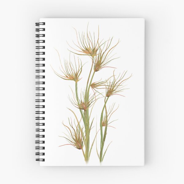 Item preview, Kangaroo Grass (Themeda Triandra) Australian Native Plant designed and sold by PAPERPLAN.