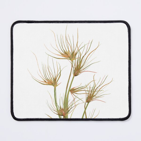 Item preview, Kangaroo Grass (Themeda Triandra) Australian Native Plant designed and sold by PAPERPLAN.