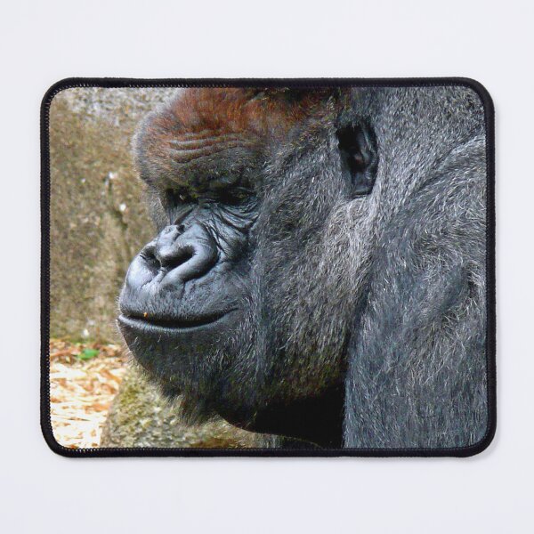 Item preview, African Gorilla Ape Animal Portrait designed and sold by AndyEvansPhotos.