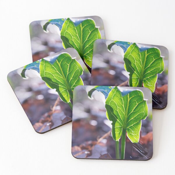 Item preview, Sunlit Arum Leaf With Translucent Veins designed and sold by ShotsbyDesiree.