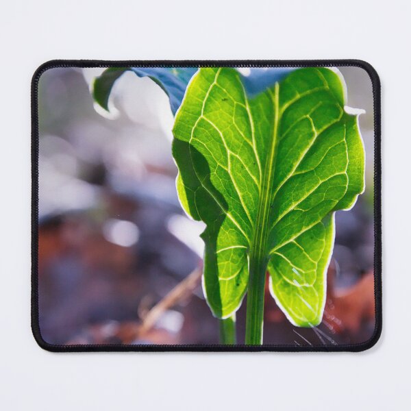 Item preview, Sunlit Arum Leaf With Translucent Veins designed and sold by ShotsbyDesiree.