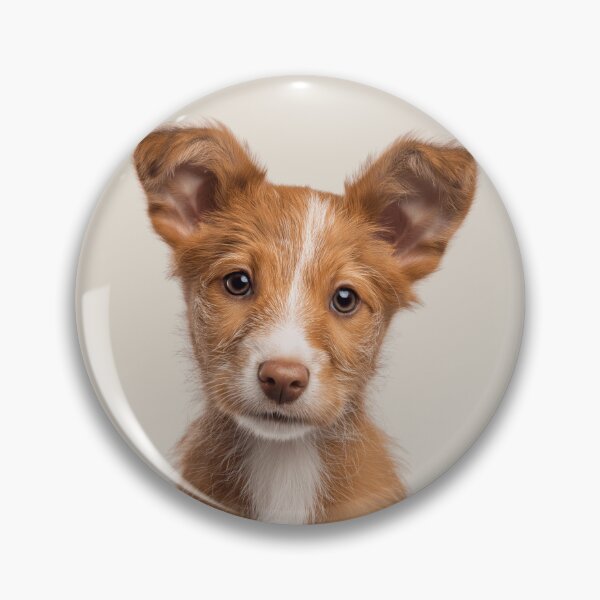 Item preview, Adorable Portuguese Podengo Pequeno puppy for Cute Pequeno puppy lovers designed and sold by LazyOwlStore.