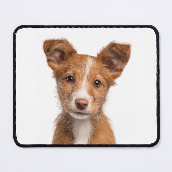 Item preview, Adorable Portuguese Podengo Pequeno puppy for Cute Pequeno puppy lovers designed and sold by LazyOwlStore.
