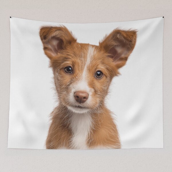 Item preview, Adorable Portuguese Podengo Pequeno puppy for Cute Pequeno puppy lovers designed and sold by LazyOwlStore.