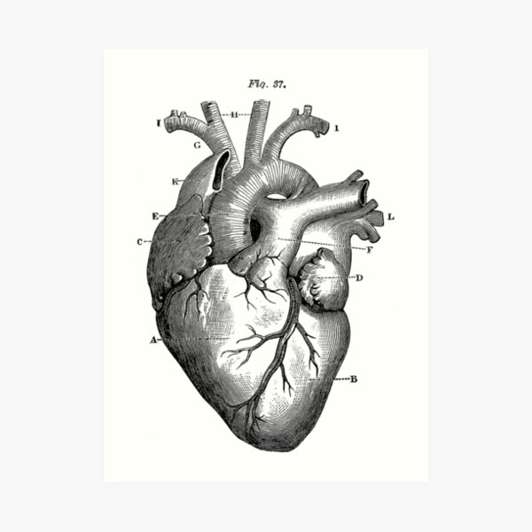 Chest Anatomy - Human Body Art Print for Sale by Hoorahville