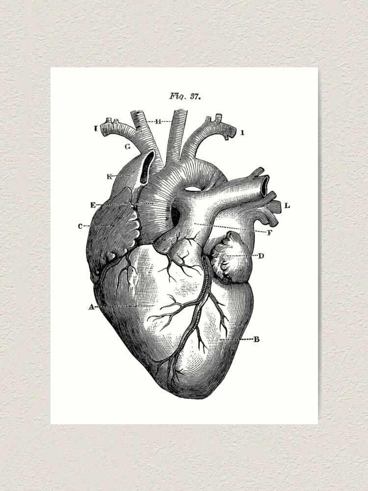 Chest Anatomy - Human Body Poster for Sale by Hoorahville