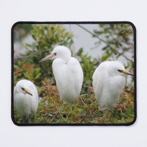 Item preview, Three White Egrets in Foliage designed and sold by Cynthia48.