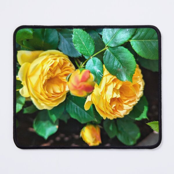 Item preview, Two yellow rose designed and sold by Ana Belaj.