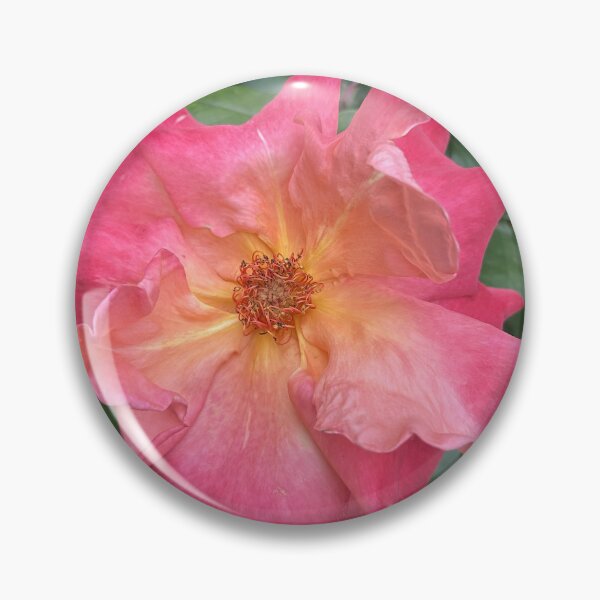 Item preview, Coral Pink Rose in Bloom designed and sold by SolaraNature.