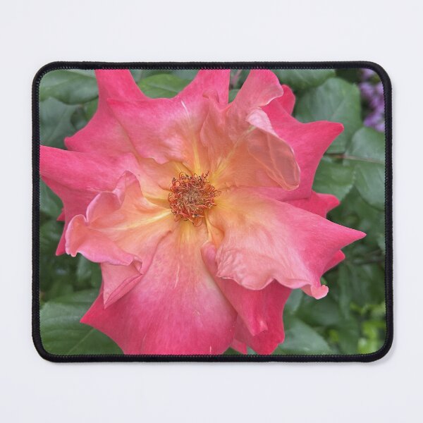Item preview, Coral Pink Rose in Bloom designed and sold by SolaraNature.