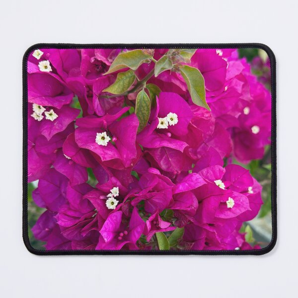 Item preview, Vibrant Magenta Bougainvillea Vine Garden Photography designed and sold by BalkanBloom.