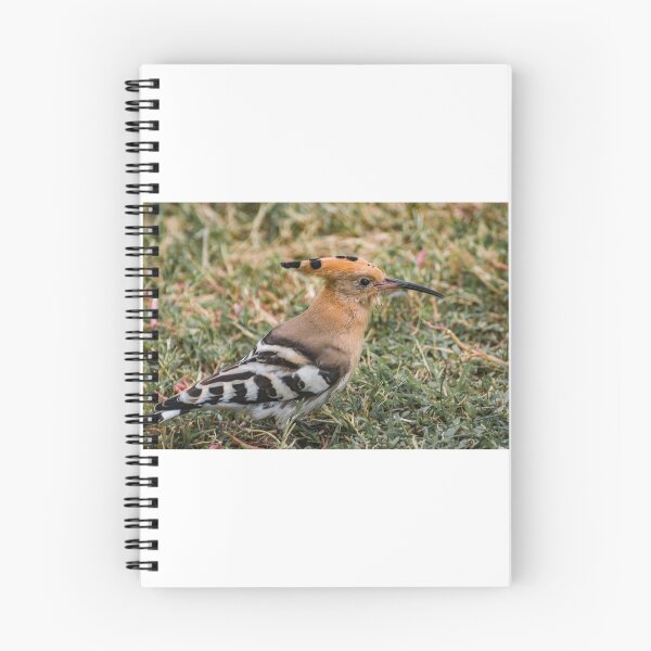 Item preview, Hoopoe designed and sold by XaviFotografia.