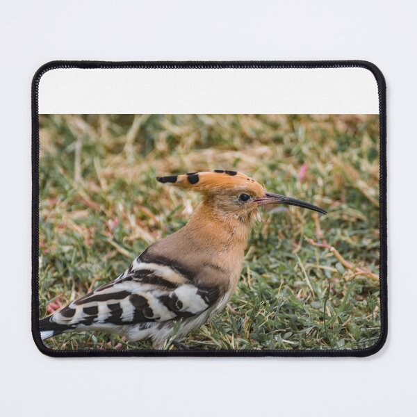 Item preview, Hoopoe designed and sold by XaviFotografia.