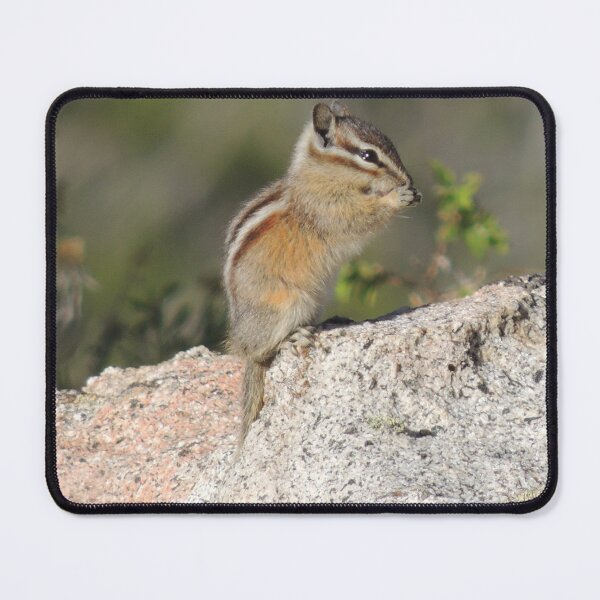 Item preview, Chipmunk Nibbling Away designed and sold by Robert Ball.
