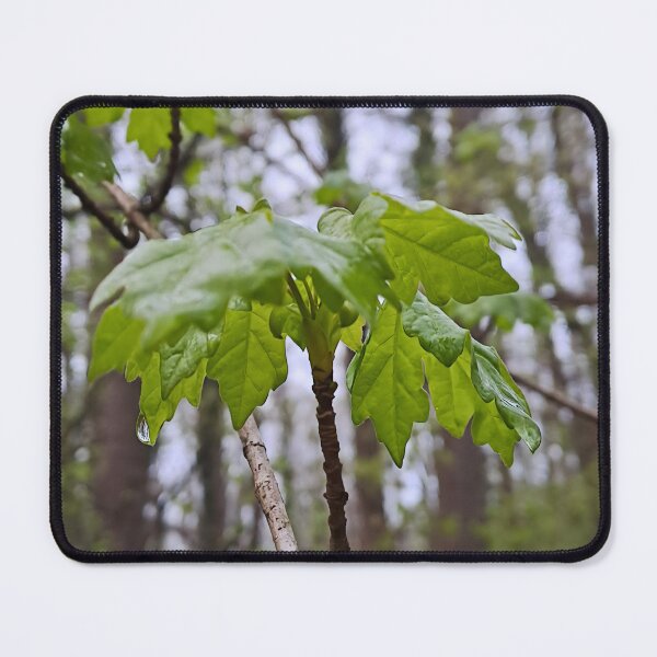 Item preview, Forest Leaves After Rain – Lush Green Nature Photography Art Print from Romania designed and sold by MSMPrintDesign.