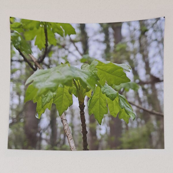 Item preview, Forest Leaves After Rain – Lush Green Nature Photography Art Print from Romania designed and sold by MSMPrintDesign.