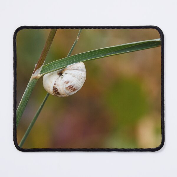 Item preview, White Snail Shell Hanging From Grass Blade in Autumn Meadow Macro Close-Up designed and sold by Nmallia.
