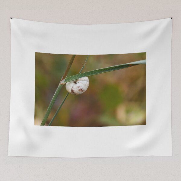 Item preview, White Snail Shell Hanging From Grass Blade in Autumn Meadow Macro Close-Up designed and sold by Nmallia.