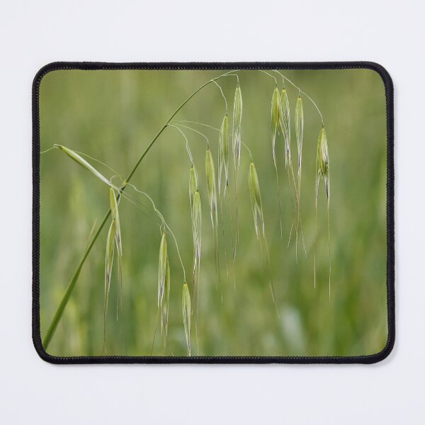 Item preview, Wild Oats Grass Seed Heads in Green Meadow Close-Up With Delicate Drooping Spikelets designed and sold by Nmallia.