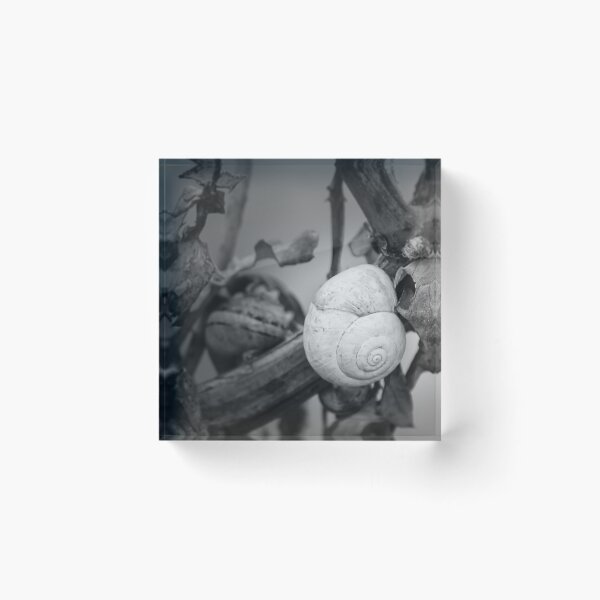 Item preview, White Snail Shell on Dried Plant Close-Up in Black and White Macro Nature Study designed and sold by Nmallia.