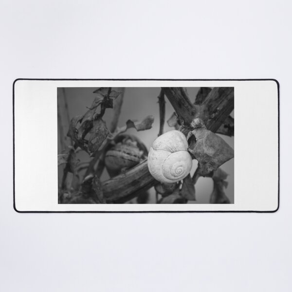 Item preview, White Snail Shell on Dried Plant Close-Up in Black and White Macro Nature Study designed and sold by Nmallia.