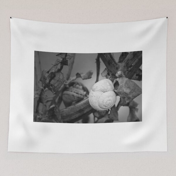 Item preview, White Snail Shell on Dried Plant Close-Up in Black and White Macro Nature Study designed and sold by Nmallia.