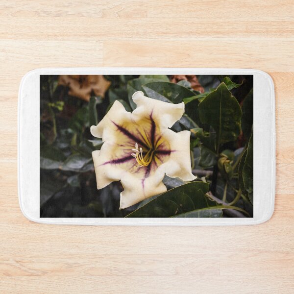 Item preview, Close-Up Of Yellow Chalice Vine Flower With Purple Veins In A Tropical Garden designed and sold by Nmallia.