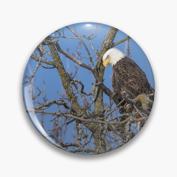 Item preview, Perched Bald Eagle 1-28-2026 designed and sold by Thomasyoung.