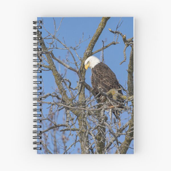Item preview, Perched Bald Eagle 1-28-2026 designed and sold by Thomasyoung.