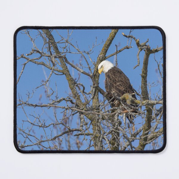 Item preview, Perched Bald Eagle 1-28-2026 designed and sold by Thomasyoung.