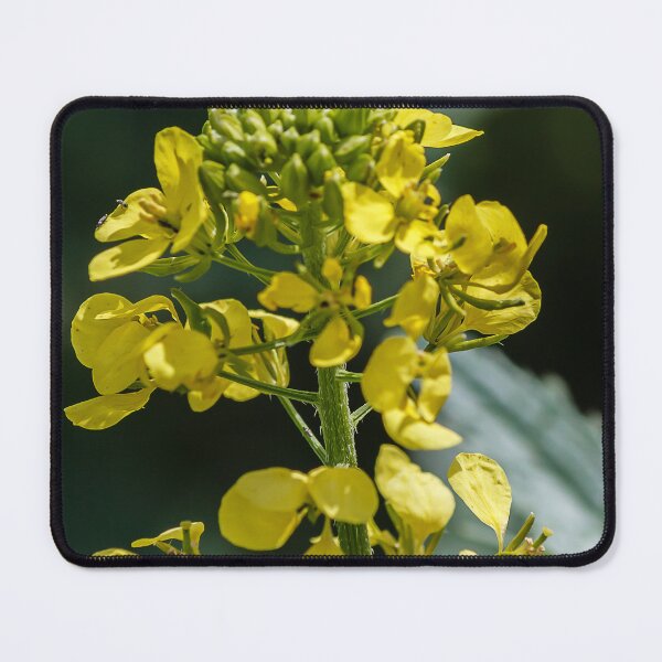 Item preview, Close-Up Of Yellow Mustard Flower Blooming On Green Stem In Soft Bokeh Background designed and sold by Nmallia.