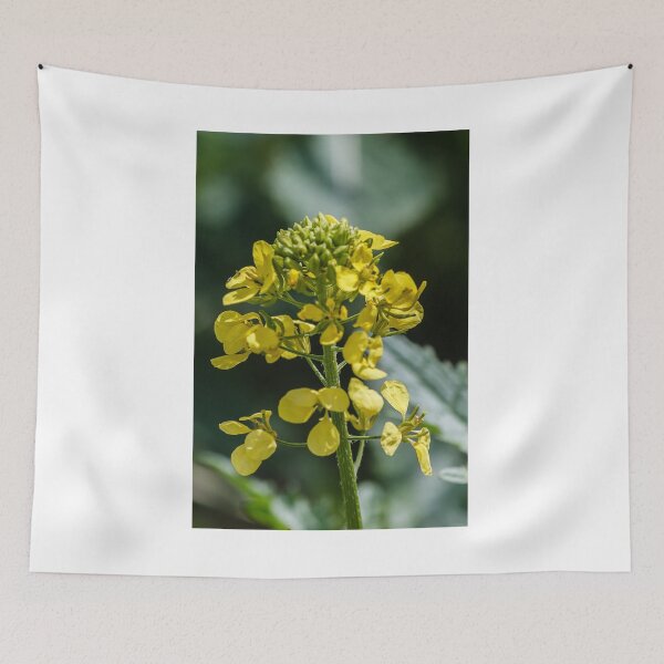 Item preview, Close-Up Of Yellow Mustard Flower Blooming On Green Stem In Soft Bokeh Background designed and sold by Nmallia.