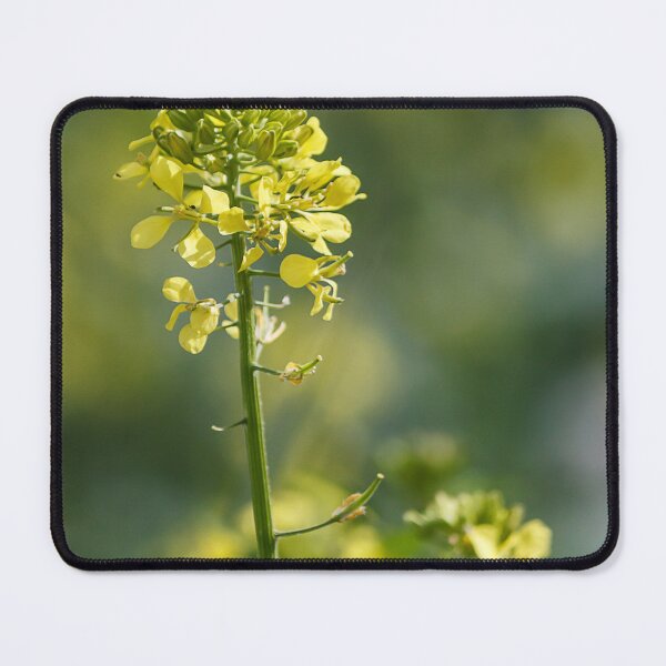 Item preview, Close-Up Of Yellow Mustard Flower Blooming On Green Stem In Soft Bokeh Background designed and sold by Nmallia.