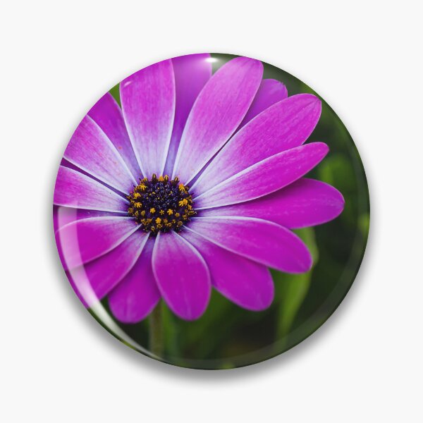 Item preview, Vibrant Purple Daisy Blooming Close-Up Over Green Garden Leaves, Pink Osteospermum Flower designed and sold by Nmallia.