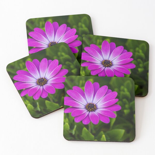 Item preview, Vibrant Purple Daisy Blooming Close-Up Over Green Garden Leaves, Pink Osteospermum Flower designed and sold by Nmallia.