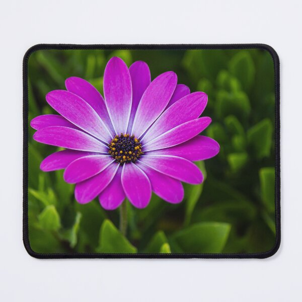 Item preview, Vibrant Purple Daisy Blooming Close-Up Over Green Garden Leaves, Pink Osteospermum Flower designed and sold by Nmallia.
