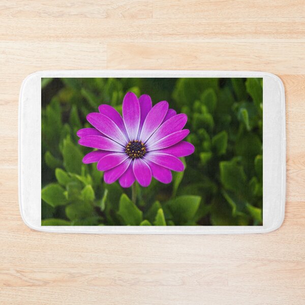 Item preview, Vibrant Purple Daisy Blooming Close-Up Over Green Garden Leaves, Pink Osteospermum Flower designed and sold by Nmallia.