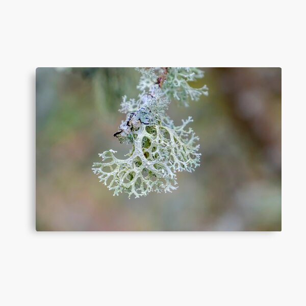 Item preview, Lichen like coral designed and sold by RosNapier.