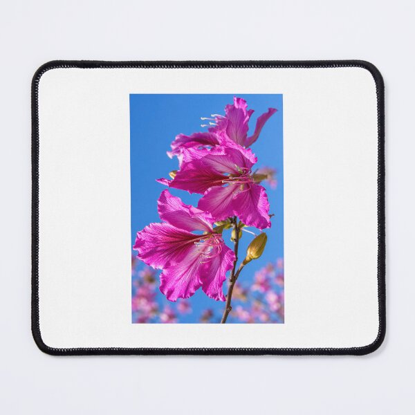Item preview, Vibrant orchid-tree blooms under sunlight designed and sold by AmbiM.