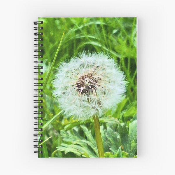 Item preview, Wild Dandelion in Nature – Delicate Seeds Macro Photography Botanical Art Print from Romania designed and sold by MSMPrintDesign.
