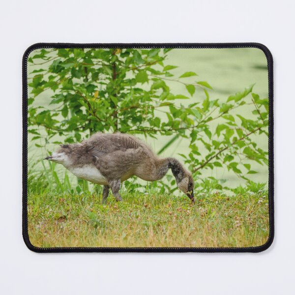 Item preview, Gosling designed and sold by HectorCantres.