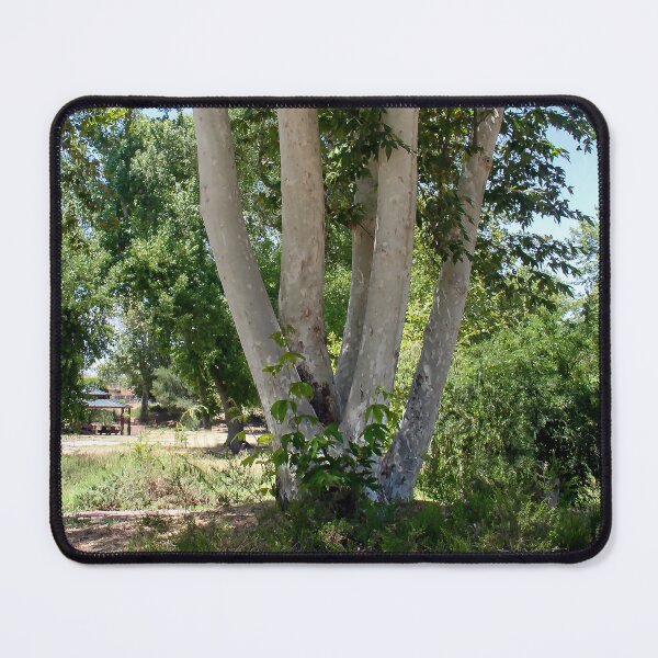 Item preview, Multi-Trunk Tree designed and sold by heatherfriedman.