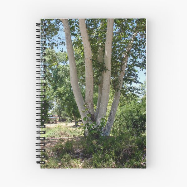 Artikelvorschau, Mehrstämmiger Baum entworfen und verkauft von heatherfriedman.