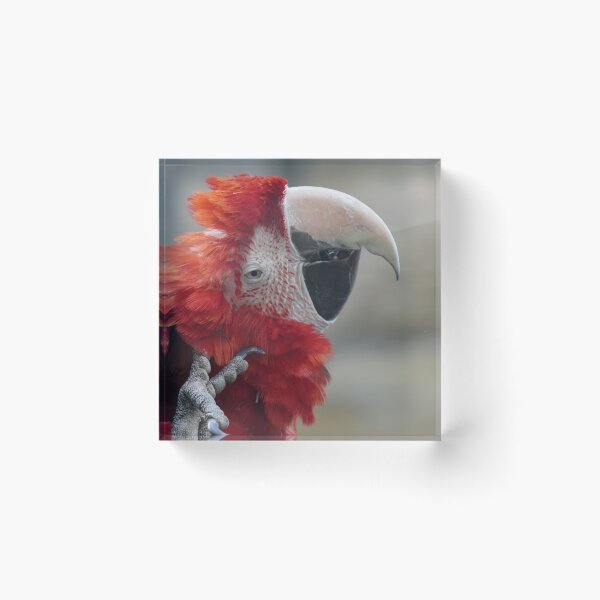 Item preview, Scarlet Macaw Parrot Bird Photography designed and sold by kaltoumkiki.