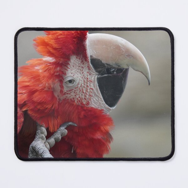 Item preview, Scarlet Macaw Parrot Bird Photography designed and sold by kaltoumkiki.